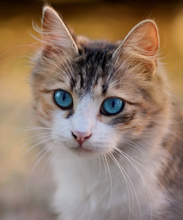 Katzen und ihre erstaunlichen akrobatischen Fähigkeiten