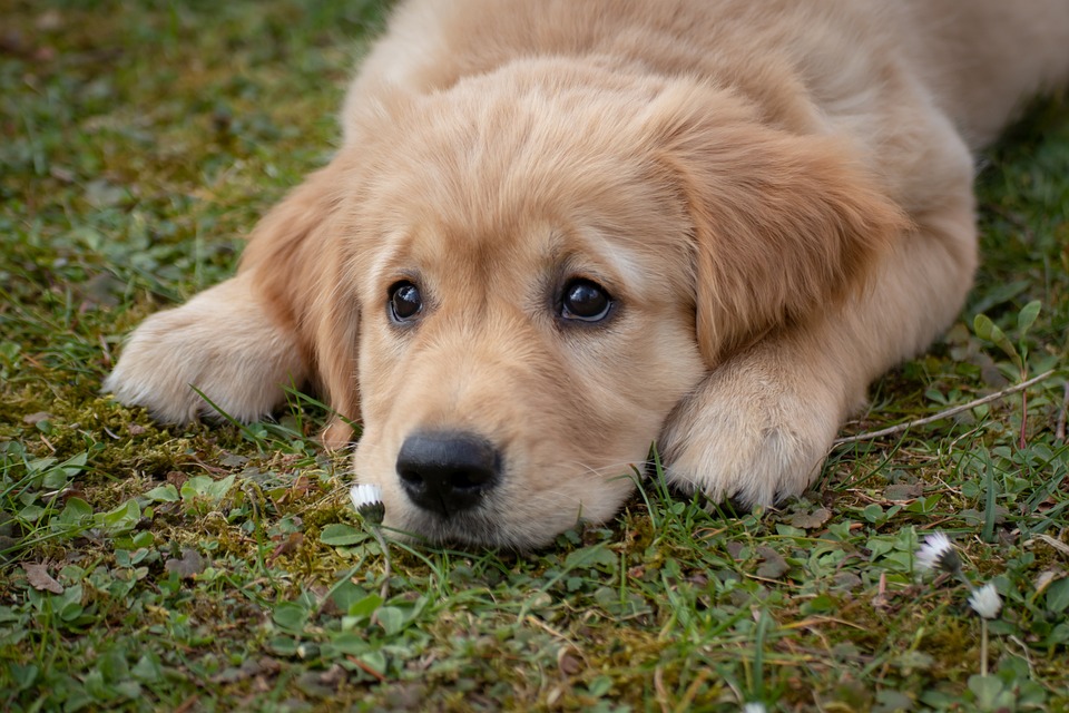 Reisen mit Hund: Tipps für einen stressfreien Urlaub
