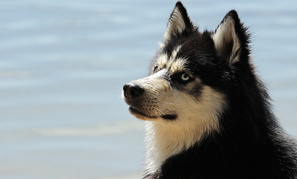 Warum bellt mein Hund? Ursachen und Lösungen
