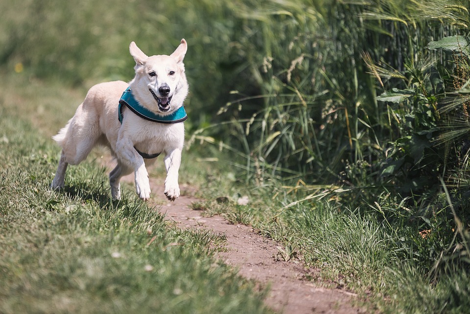 Die besten Hundeschulen: Worauf sollte man achten?