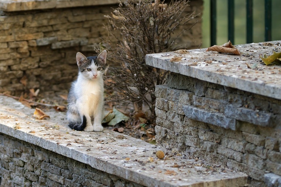 Gemeinsame gesundheitliche Probleme älterer Katzen