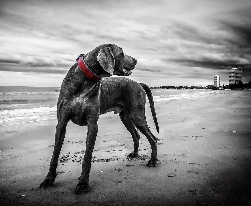 Hunde und Kälte: Tipps für den Winter