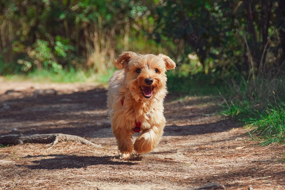 Hundesportarten: Von Flyball bis Schutzdienst