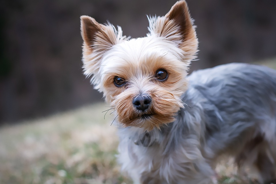 Hundestrände: Die besten Orte für den Urlaub mit Vierbeiner