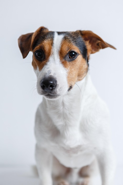 Hundeversicherung: Sinnvoll oder überflüssig?