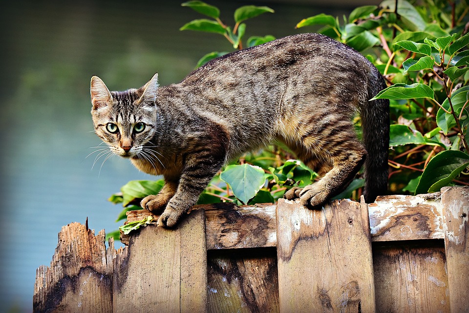 Katzen und Pflanzen: Was ist sicher was ist giftig?