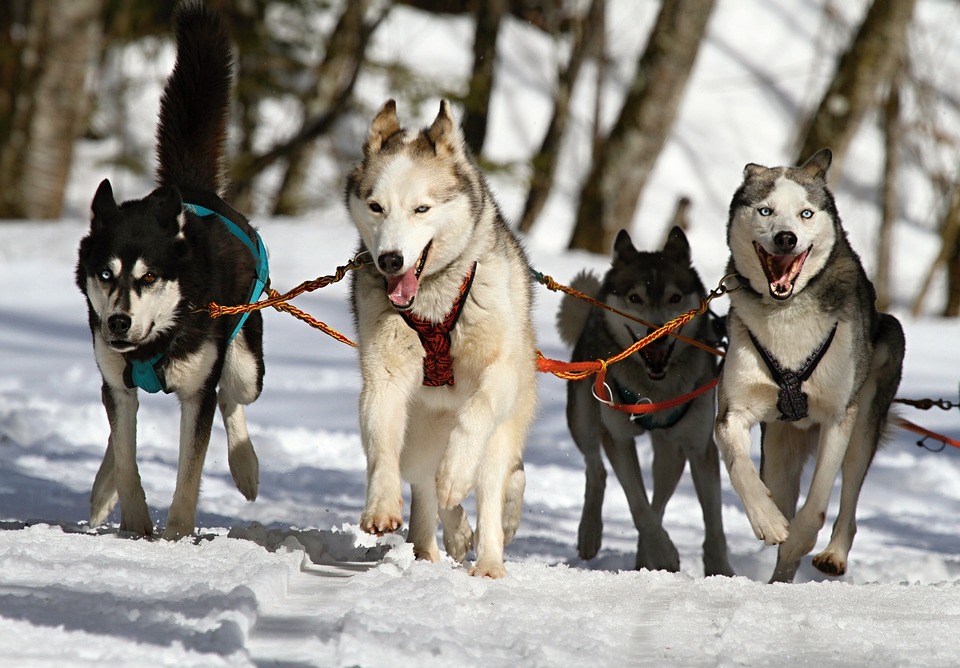 Körpersprache des Hundes: Signale richtig deuten