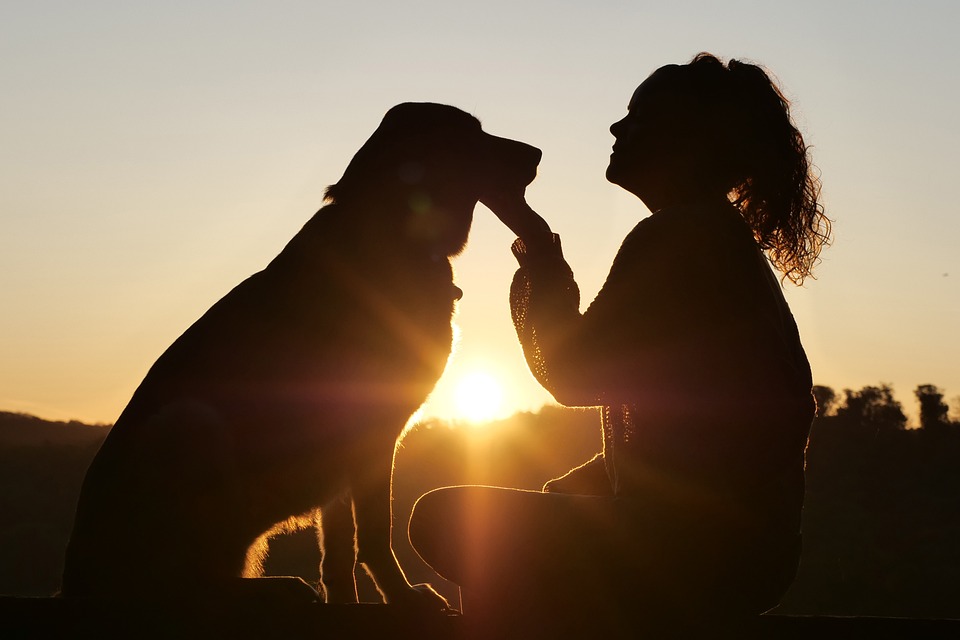 Schwimmen mit dem Hund: Ein Spaß für beide