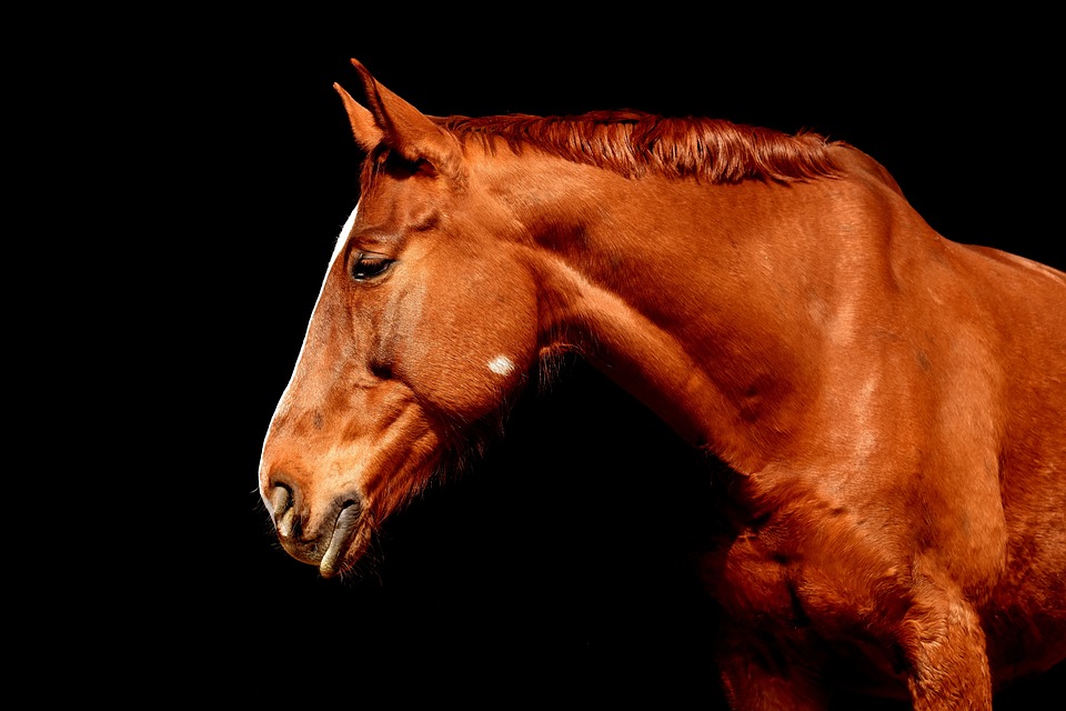 Sicherheit beim Reiten: Helm Weste und Co.