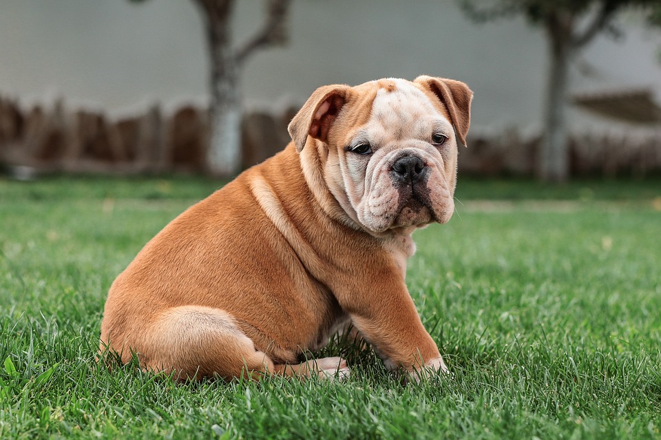 Trennungsangst bei Hunden: Ursachen und Behandlung