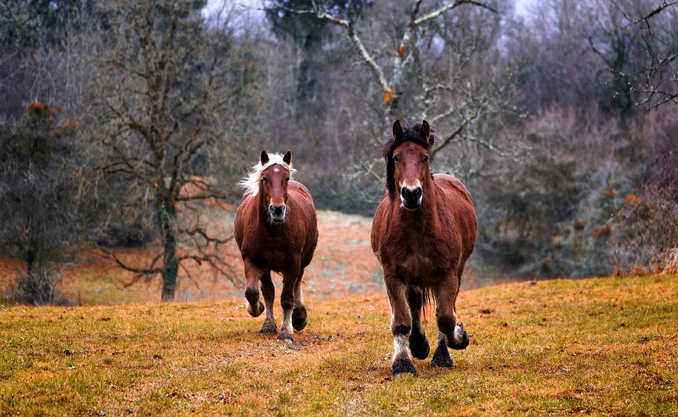 Westernreiten: Techniken und Geschichte