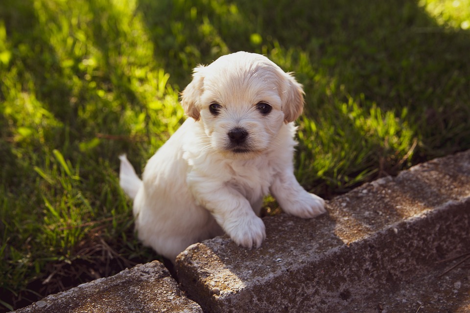 Der Hund im Alter: Besonderheiten und Pflege