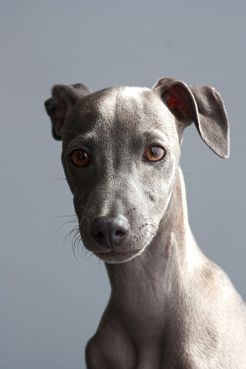 Der optimale Schlafplatz für Hunde