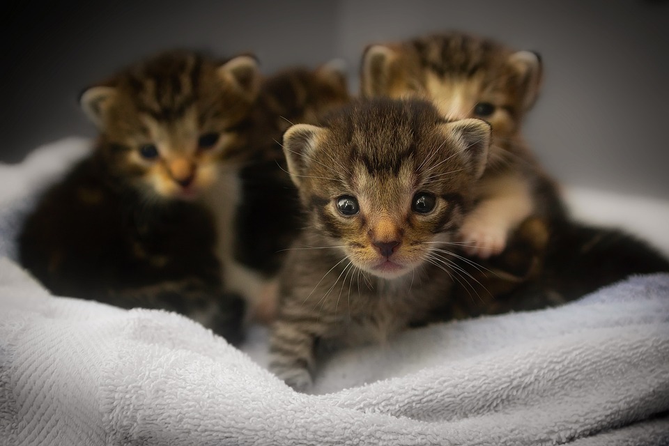 FIV und FeLV: Was Sie wissen müssen
