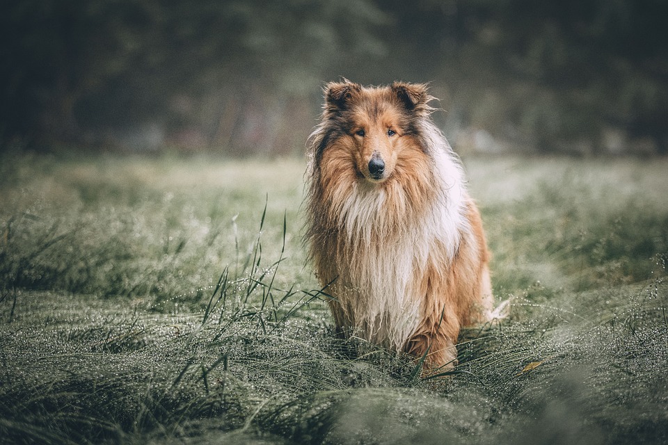Futtermittelallergien: Symptome und Behandlung