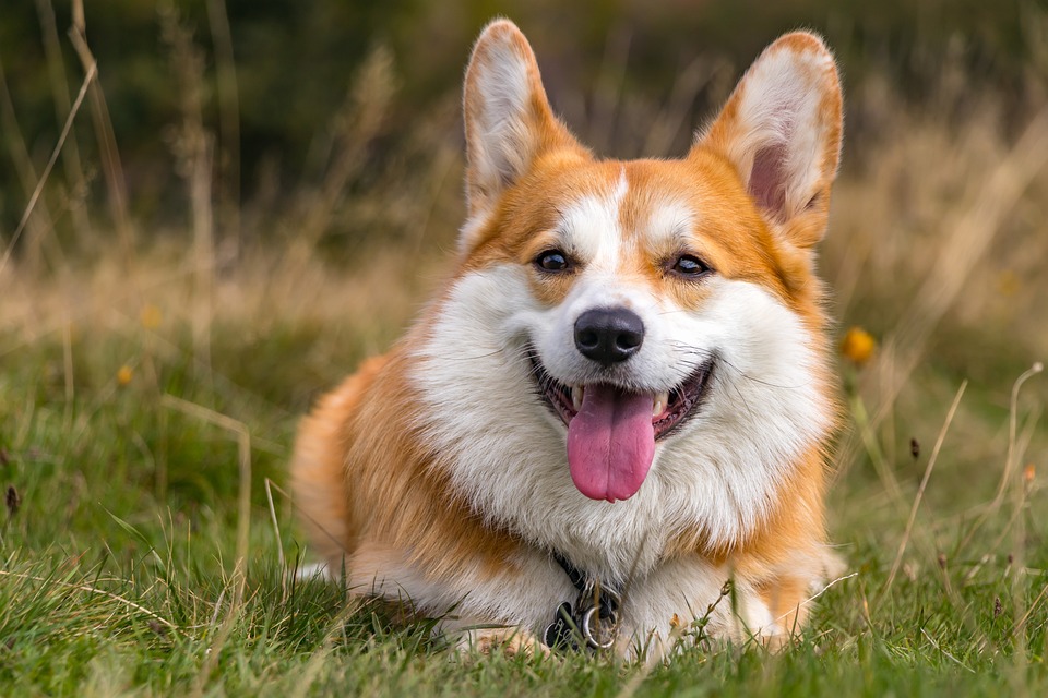 Gesundheitscheck für den Hund: Was gehört dazu?