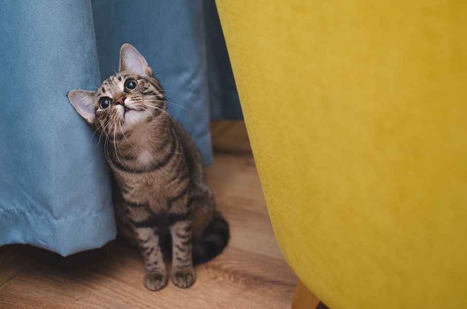 Hypoallergene Katzenrassen: Ein Überblick