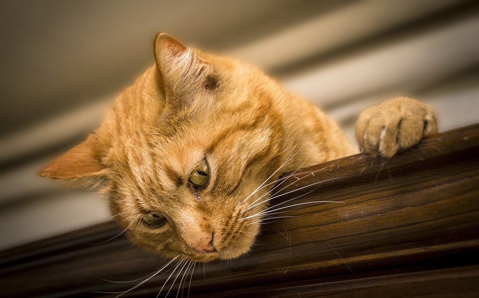Katzen und Hunde: So funktioniert die Vergesellschaftung