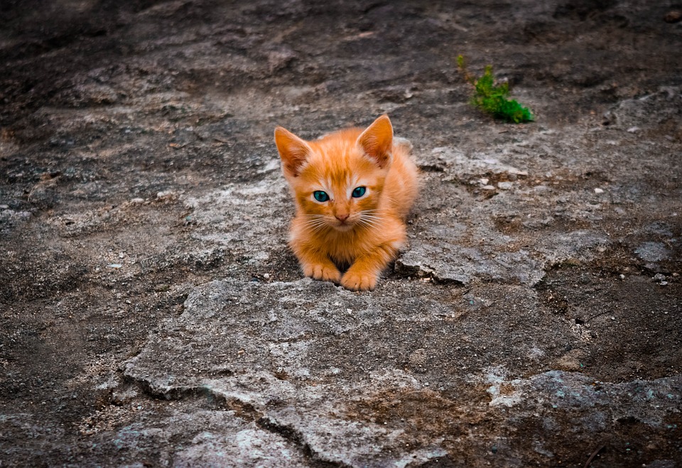 Parasiten bei Katzen: Vorbeugung und Behandlung