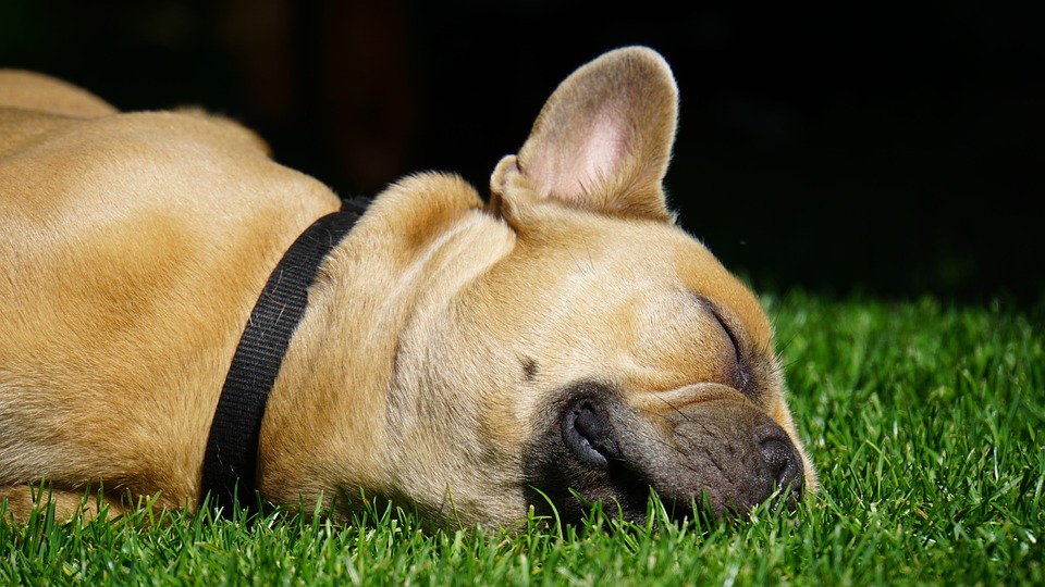 Wie Hunde kommunizieren: Laut und leise Signale