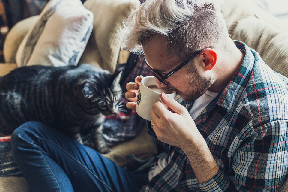Wie man eine Katze an eine neue Umgebung gewöhnt