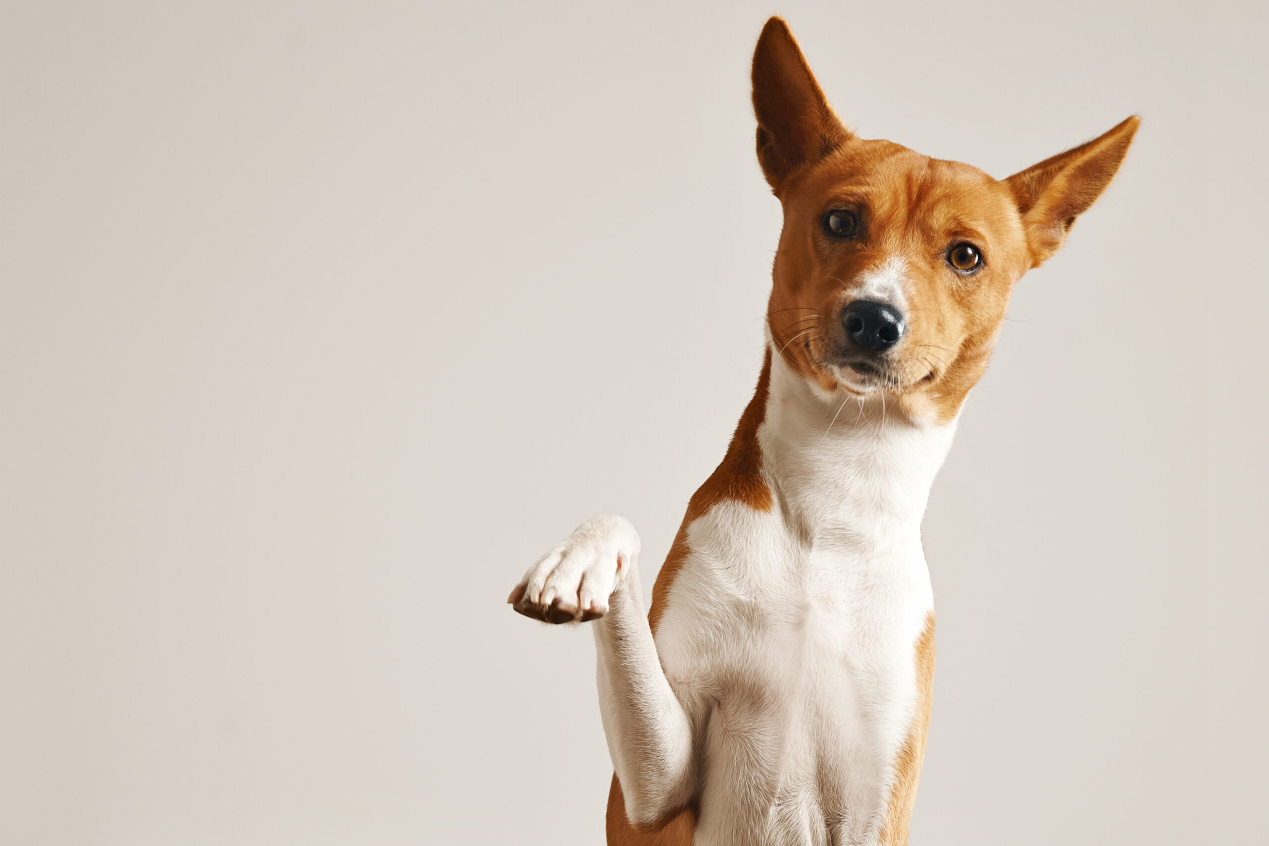Der Umgang mit Hundeallergien: Ein Leitfaden für Betroffene