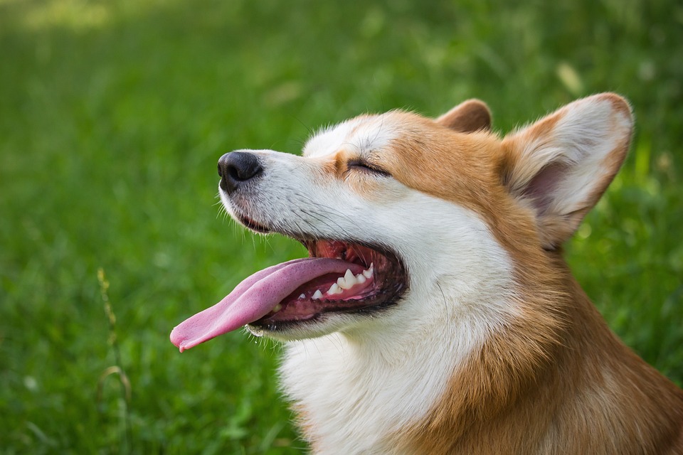 Der Einfluss des Wetters auf das Verhalten von Hunden