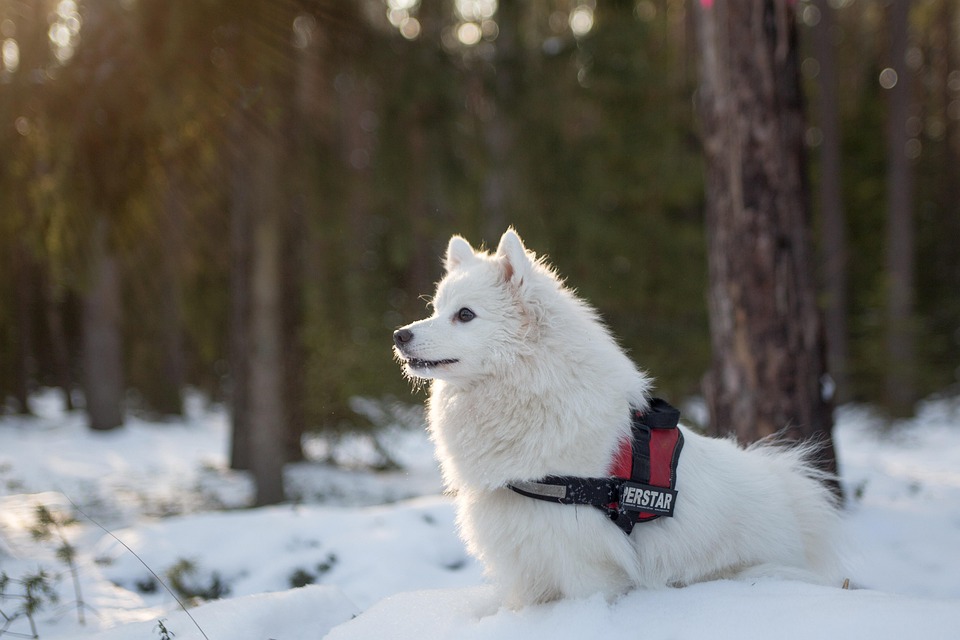 Fellwechsel beim Hund: Was ist normal?