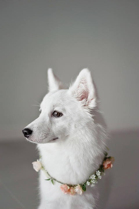 Gelenkprobleme bei Hunden: Vorbeugung und Behandlung