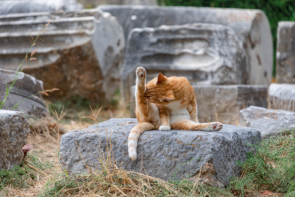 Katzen und Schlaf: Was Sie wissen sollten
