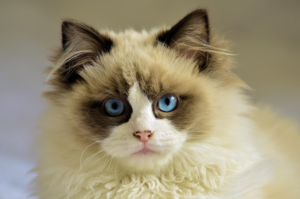 Katzen und Schwangerschaft: Was ist zu beachten?