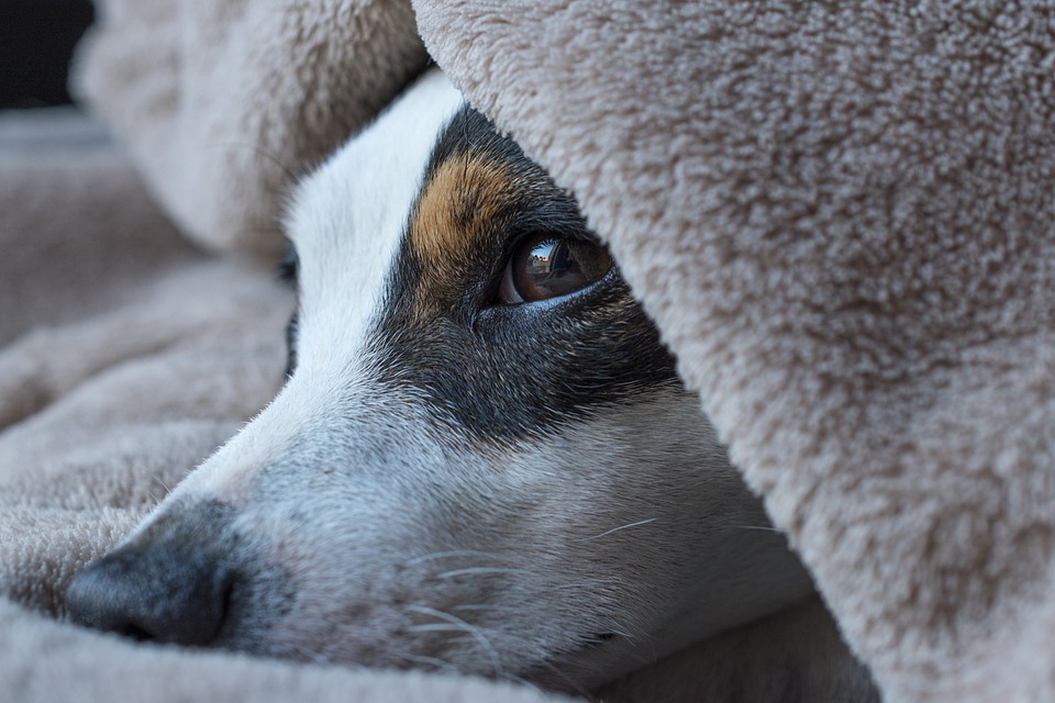 Spaziergangs-Routinen: Abwechslung für den Hund