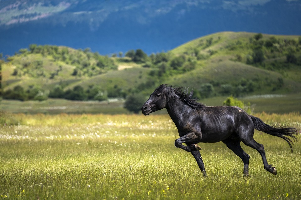 Trailriding: Abenteuer und Herausforderung
