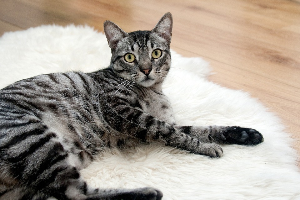 Warum Katzen Mäuse jagen aber oft nicht fressen