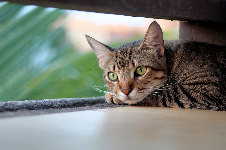 Wie man Katzen erfolgreich trainiert