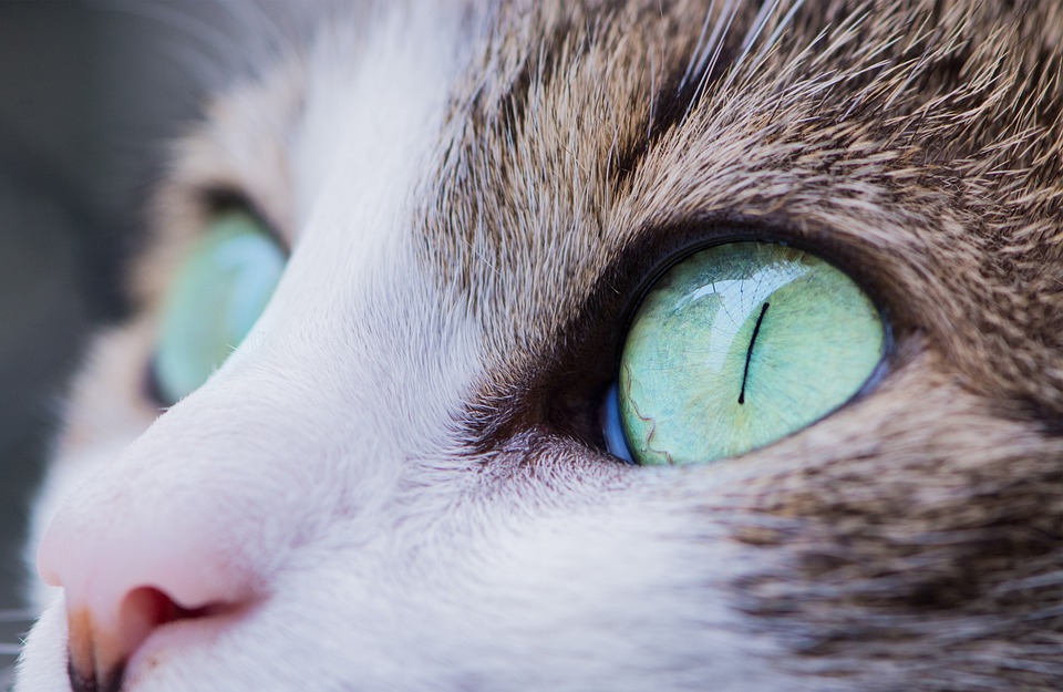 Die verschiedenen Katzenrassen und ihre Eigenschaften