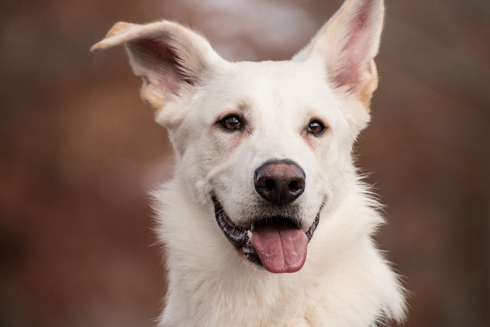 Hunde in der Stadt: Besonderheiten und Tipps