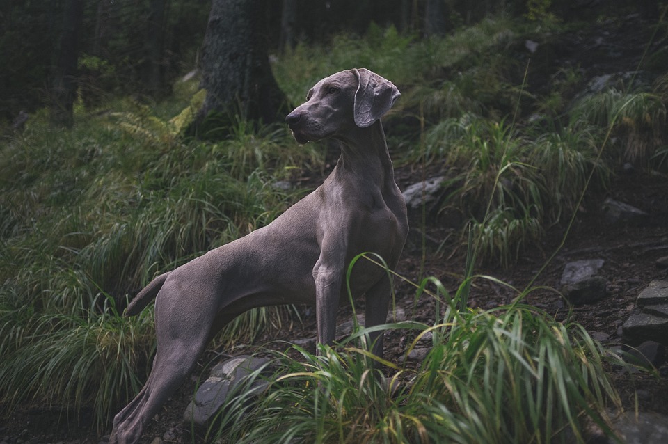 Hunde und Pflanzen: Was ist giftig?