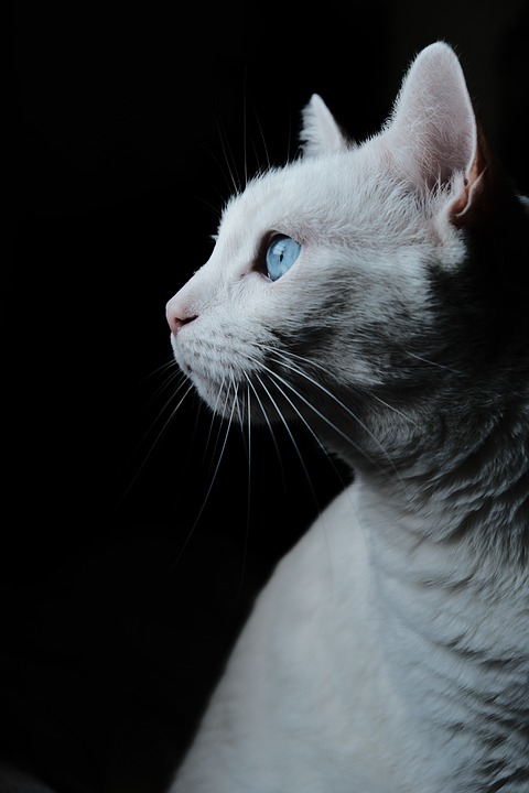 Katzen und Technologie: Interaktive Spielzeuge