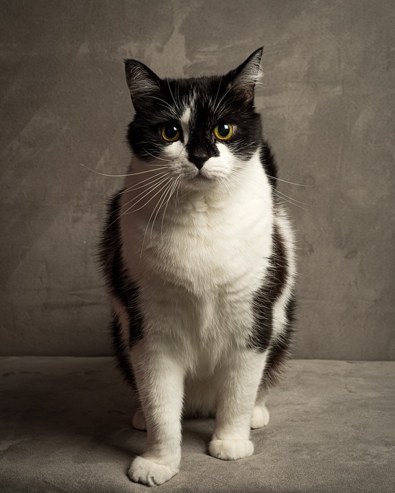 Katzenaugen: Farben Formen und Bedeutung