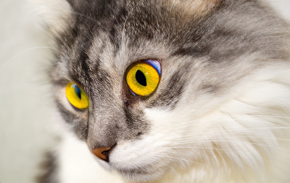 Leinen-Training für Katzen: Ein Schritt-für-Schritt-Leitfaden
