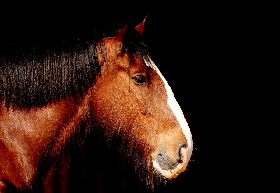 Pferdemassage: Entspannung und Therapie