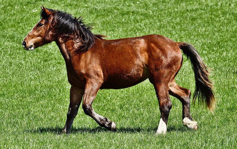 Umgang mit Angst beim Reiten: Mentale Strategien