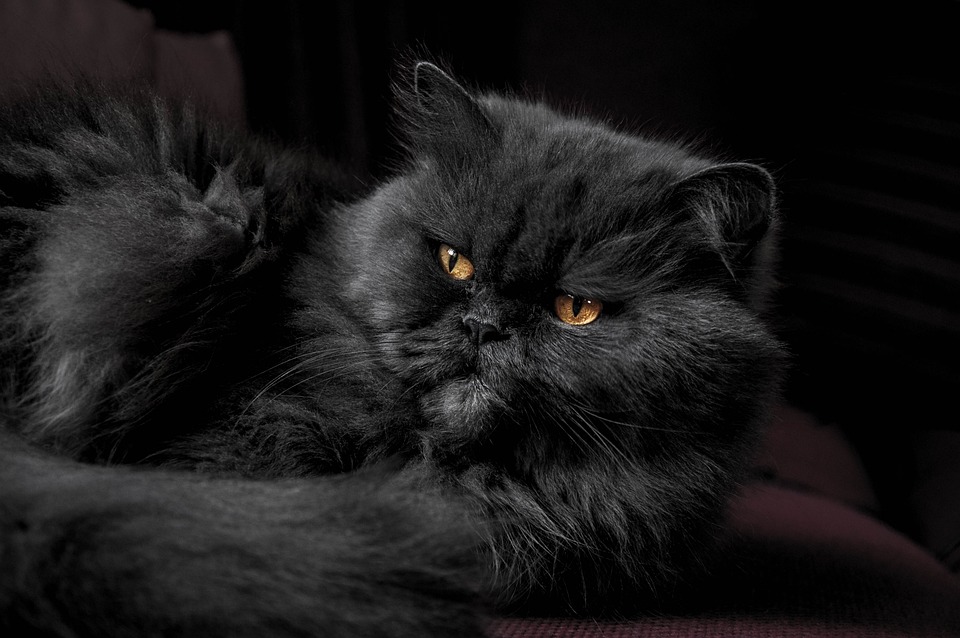 Warum Katzen Kuscheln lieben aber auf ihre Weise