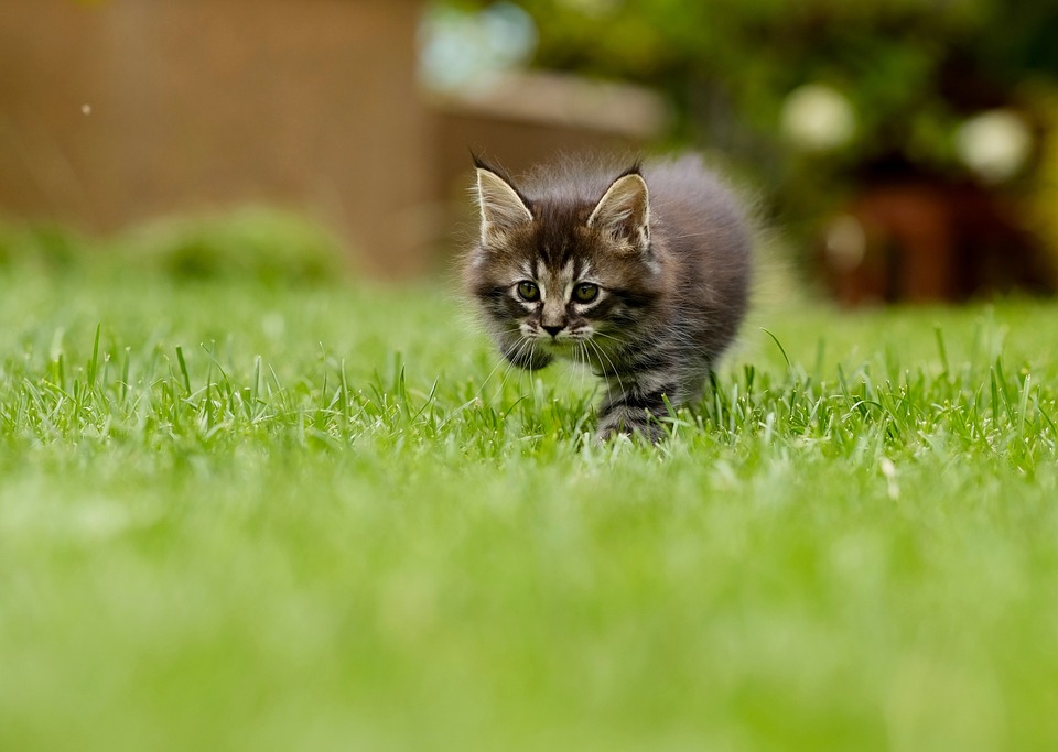 Warum Katzen sich putzen: Ein Überblick