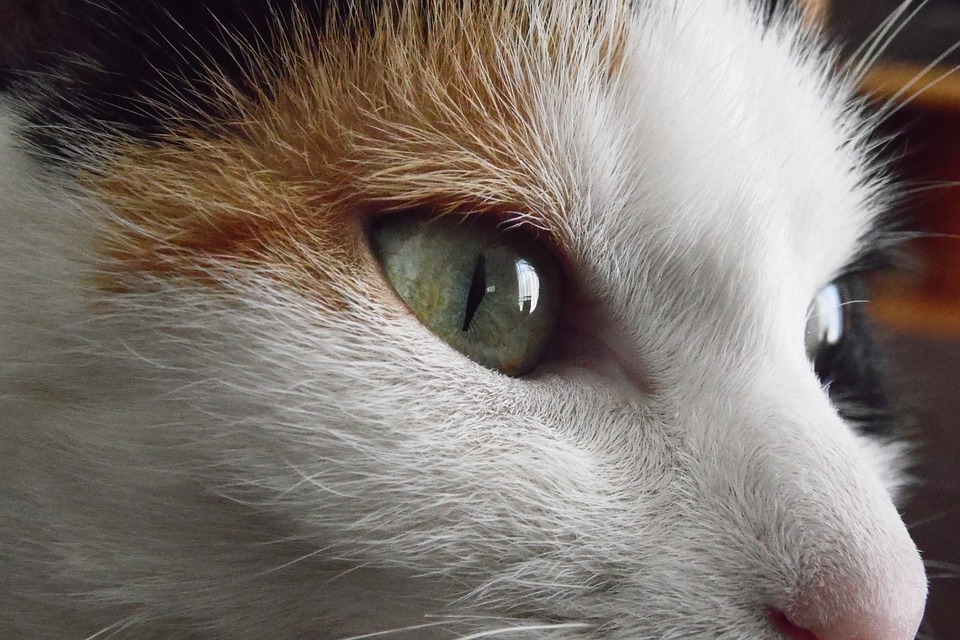 Besondere Bedürfnisse: Die Pflege von behinderten Katzen