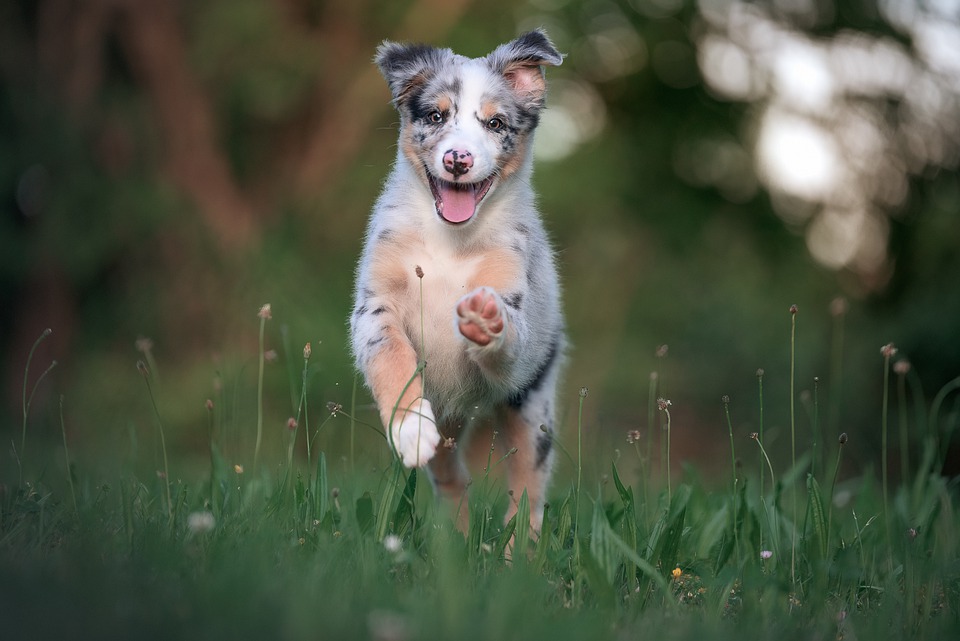 Die häufigsten Hautprobleme bei Hunden