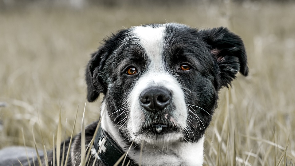 Hunde und Katzen: Das Zusammenleben meistern