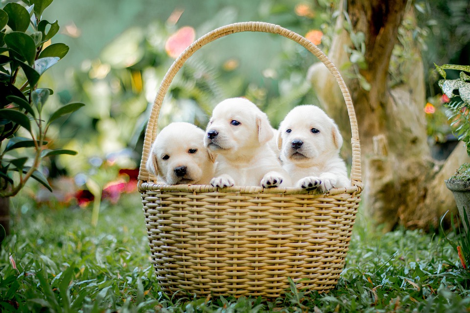 Hundezubehör: Was ist wirklich notwendig?