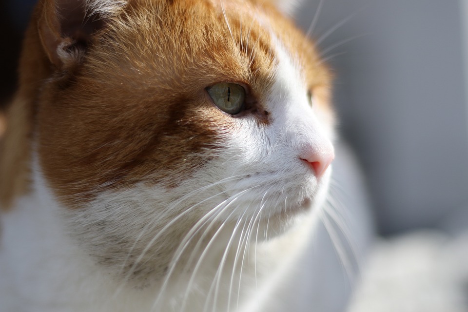 Katzen in der Kunst: Eine kulturelle Betrachtung
